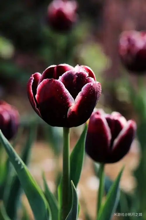 【陆景和】【卫冕的荣光】第一章 黑色郁金香