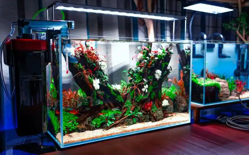 沉木树桩草缸造景