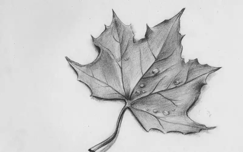 一片叶子素描