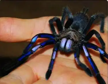 泰国电光蓝足厘米活体蜘蛛宠物捕鸟蛛比金属其它水族宠物