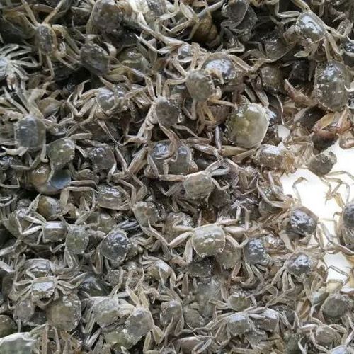 螃蟹苗批发大闸蟹鲜活苗河蟹苗好养淡水养殖