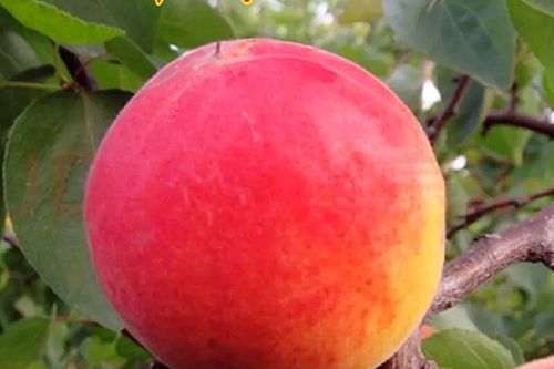 8/斤 凯特杏  丰园红大红杏上市,地理坐标【世界八大奇迹秦兵马俑】