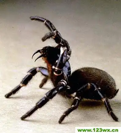 漏斗形蜘蛛的简介