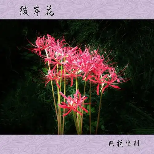 不相见,生生相错相传此花只开于黄泉,是黄泉路上唯一的风景 曼珠沙华