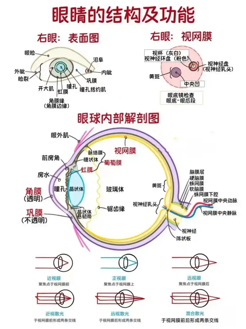 今日分享:眼睛的结构及功能! 今日分享:眼睛的结构及功能!