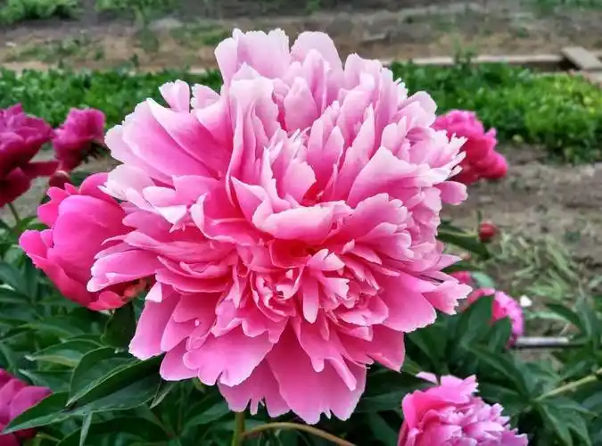 门前种什么花镇宅旺财(门前栽种4种花卉植物富贵又旺家)-图7