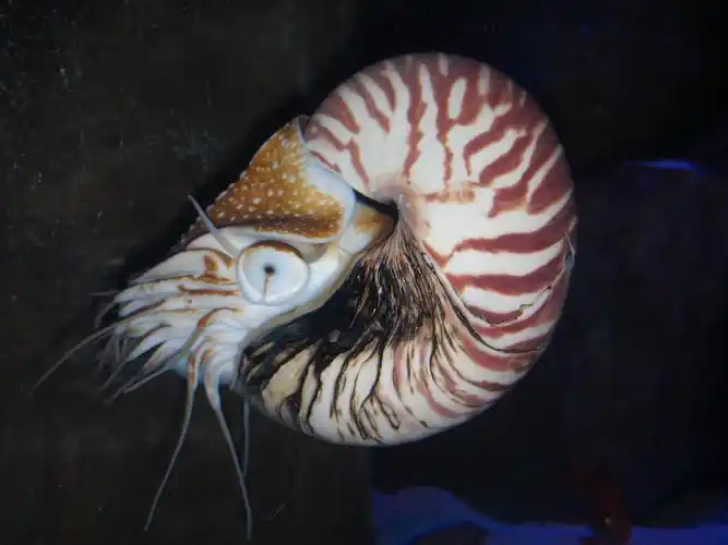 ="gnt0drdt0z">鹦鹉螺(学名:nautiloidea):是头足纲,鹦鹉螺科的海洋 a