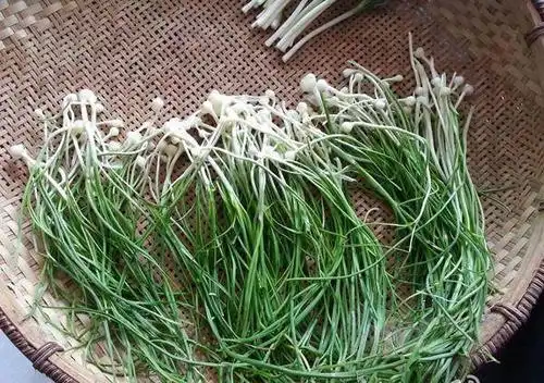 春天乡下的8种野菜,吃货们一起去农村体验挖野菜吧!