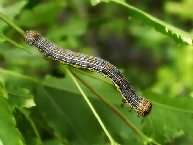 huò), a href="#" data-lemmaid="4339231">尺蛾 /a>的幼虫 i>