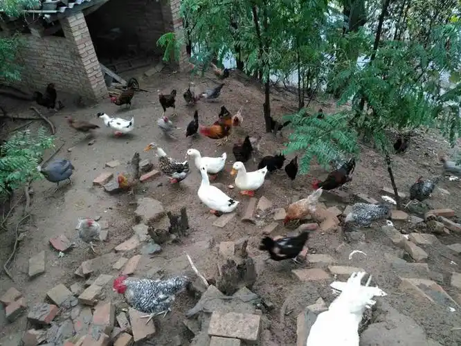散养鸡鸭鹅