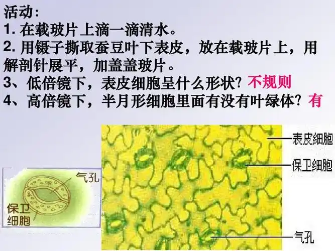 3,低倍镜下,表皮细胞呈什么形状?