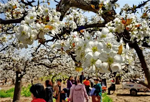 4月7日,游客在博野县博野镇一处梨园赏花.
