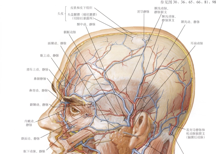 头皮的血管,神经主要位于哪里