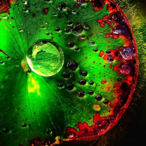 荷叶上的小水珠