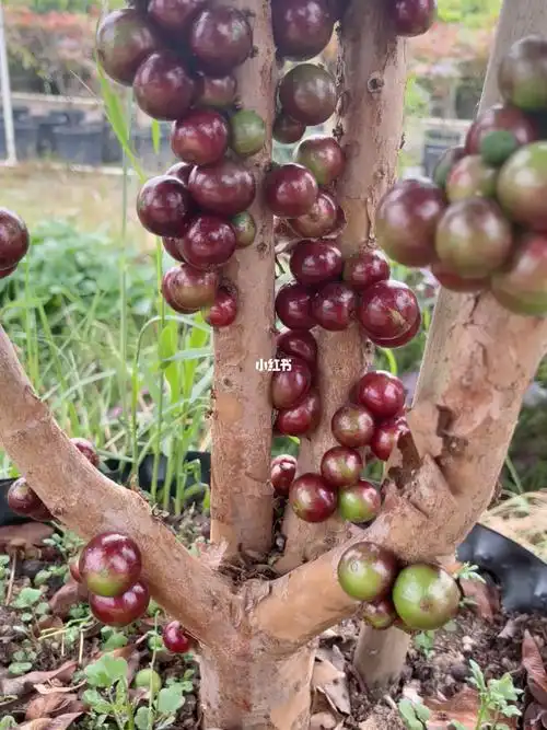 艾斯卡嘉宝果精品结果大树