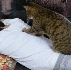 猫咪给铲屎官做按摩,这手法真专业,网友却大呼:好怕衣服被扯破