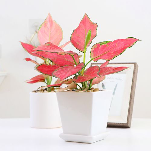 网红植物吉利红吉祥如意皇后花盆栽办公室内好养绿植水培花卉竹芋