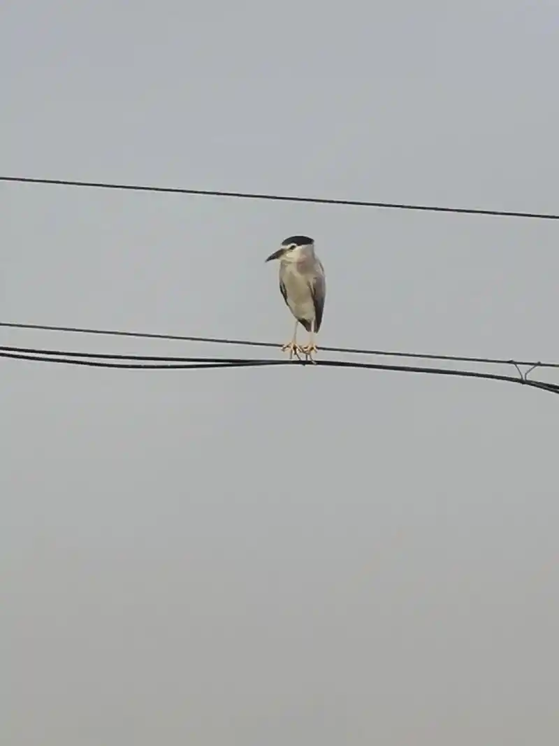 站在电线杆上的小鸟也会孤单咩? 南京的梧桐树随 - 抖音