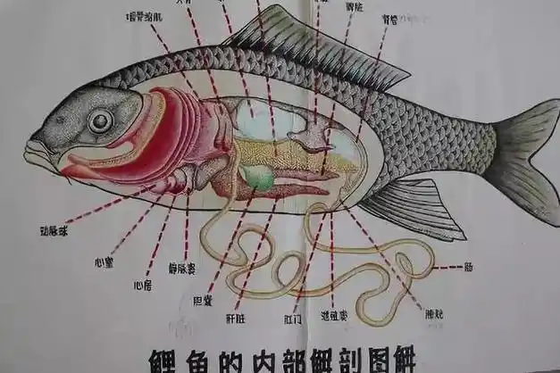 冬季鱼难钓的4个客观原因很难钓得多