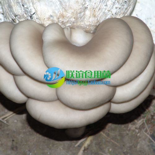 食用菌 菌种 二级种 秋冬浅白平菇 优质品种 【天达85号】原种
