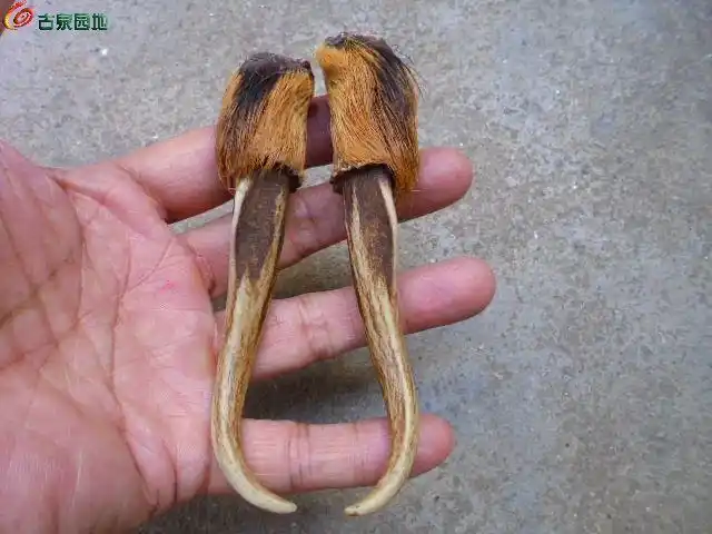 纯野生山羊角一对