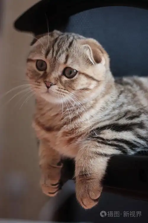 苏格兰折耳猫小猫