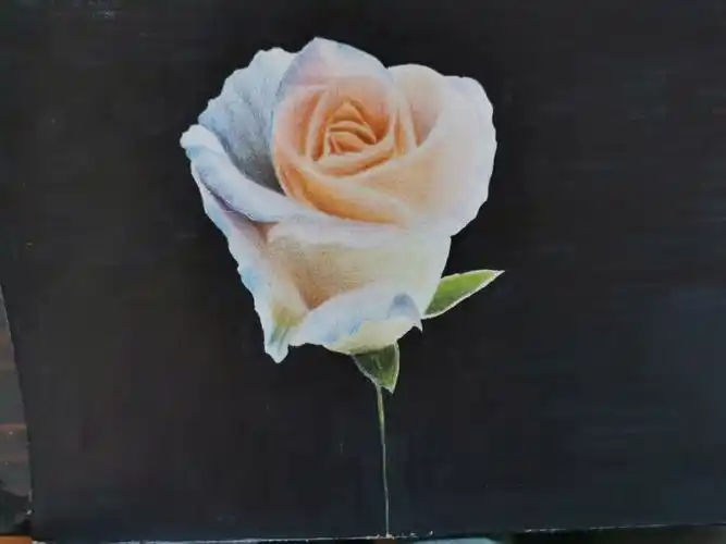 彩铅  #玫瑰花  #自学画画