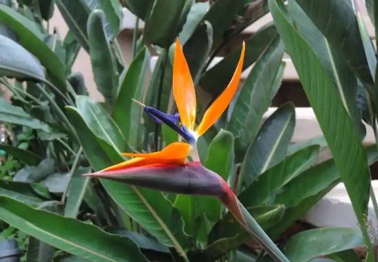 大叶鹤望兰的养殖方法和注意事项