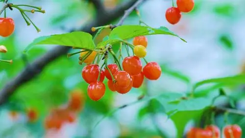 雨后的樱桃诱人高清壁纸