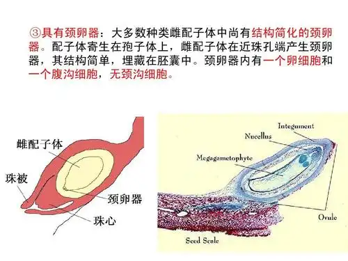 无忧文档 所有分类 自然科学 生物学 裸子植物ppt 和h ③具有颈卵器