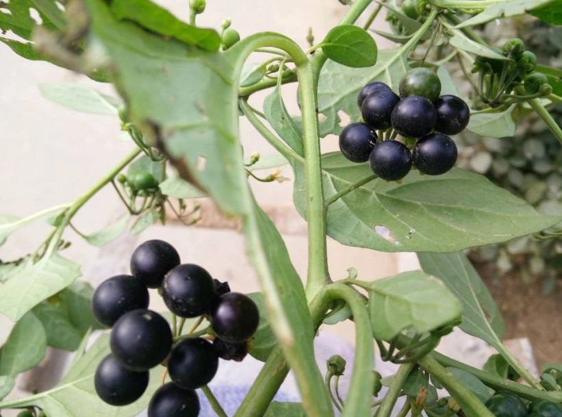 农村有种野果,长得特别像黑葡萄,其实它是"野茄子"