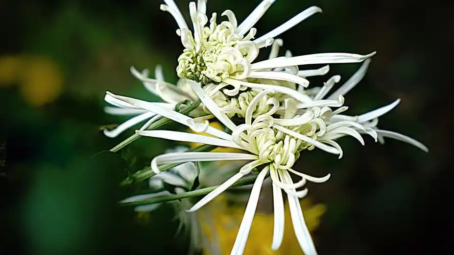 纯洁高雅的白菊花摄影图片高清宽屏桌面壁纸