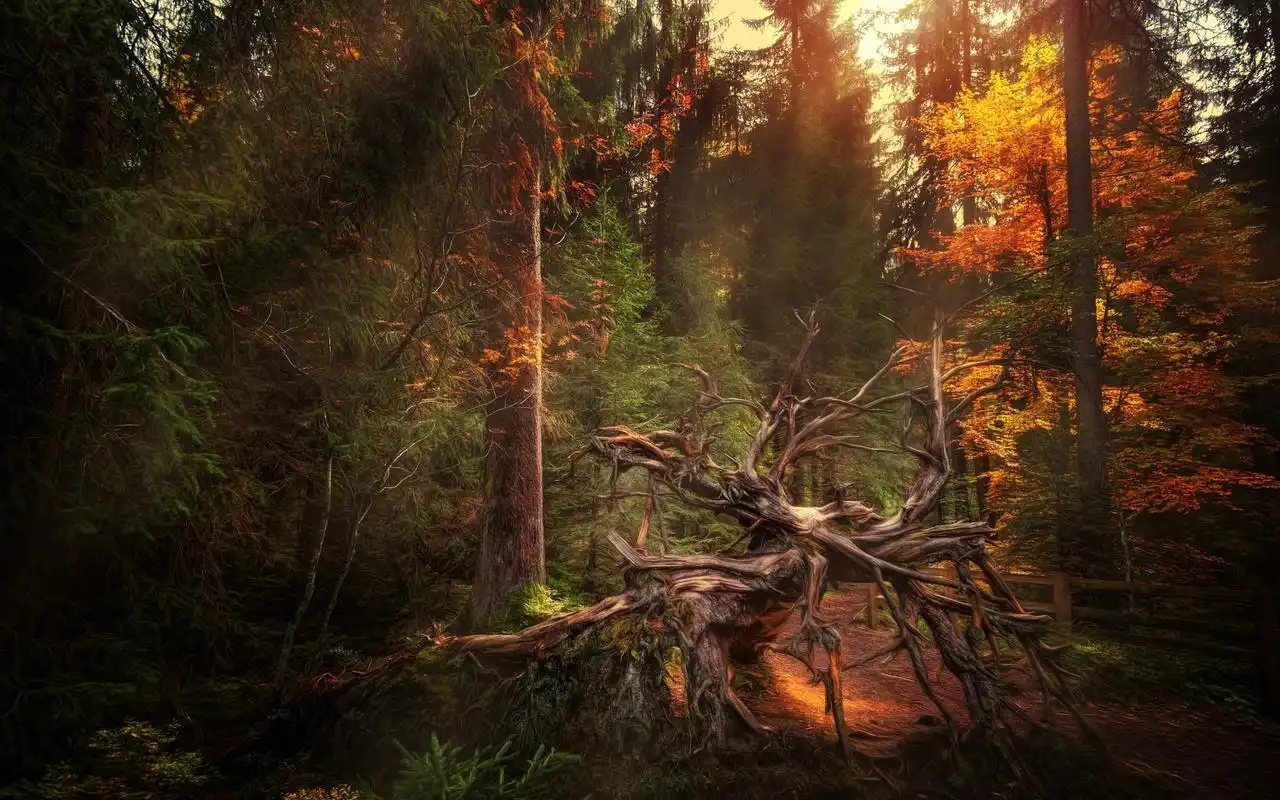 唯美静谧的森林风景电脑桌面壁纸