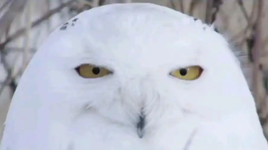 动物界的表情包大师,雪鸮