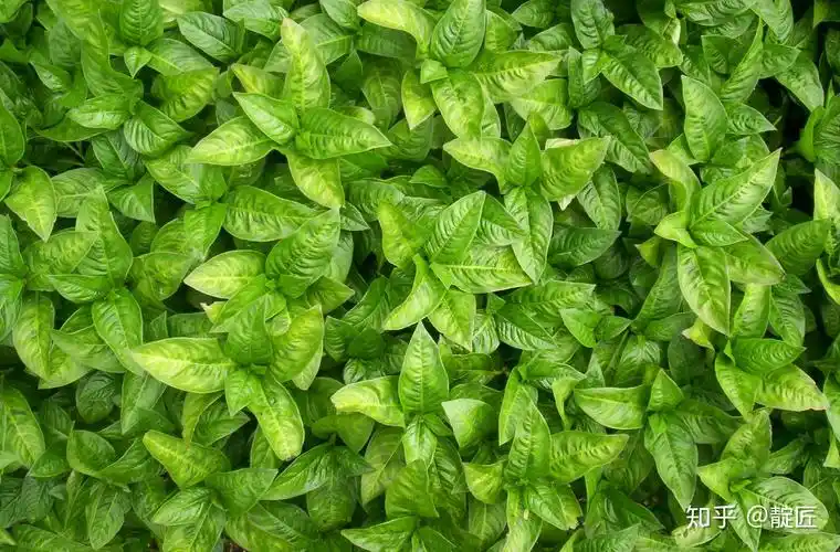 四川凉山地区的蓼蓝叶稍圆,色深,其他地区多是长椭圆形.