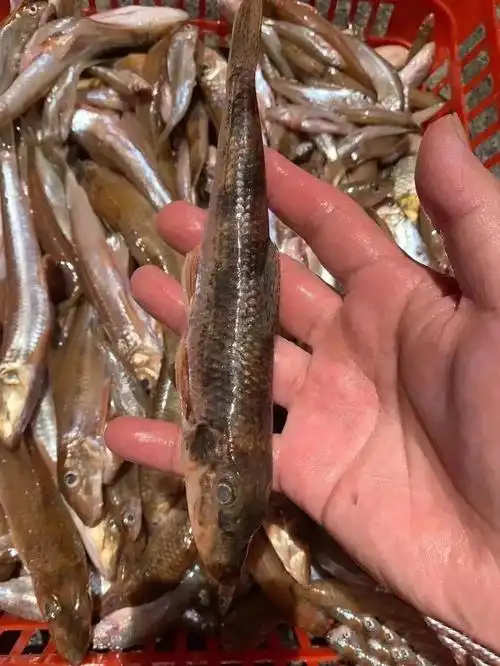 野生溪水鱼10斤