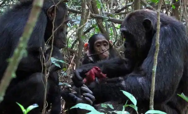 黑猩猩吃掉大猩猩(继吃人吃猴之后)(12)