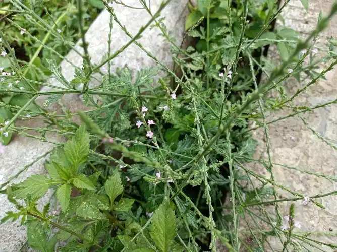 马鞭草的功效是什么(马鞭草的副作用有哪些)