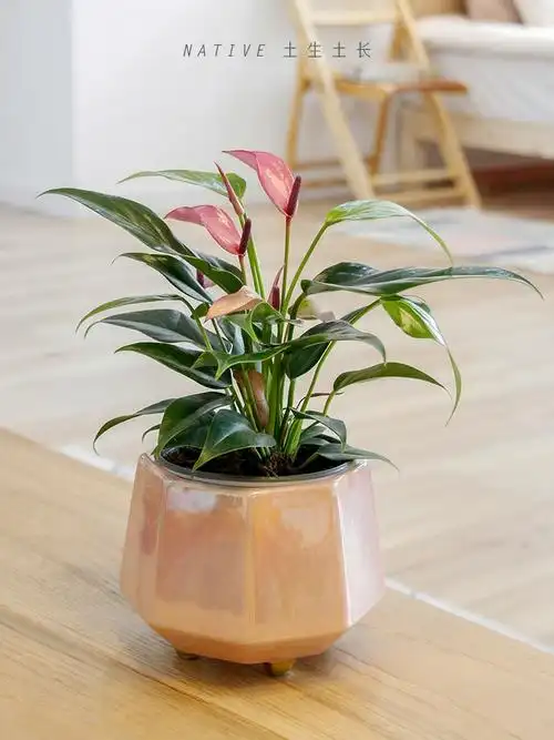 类似这种办公桌盆栽