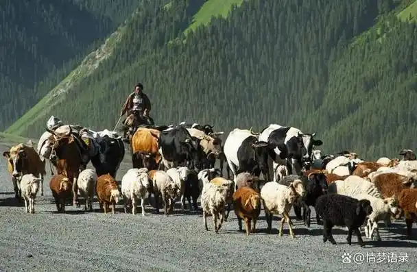40年前在新疆家里来一位骑马维吾尔族女人知道事情后母亲哭了