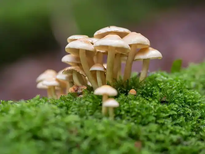 菌菇 蘑菇 野生 菌类图片_菌菇 蘑菇 野生 菌类高清图片素材库