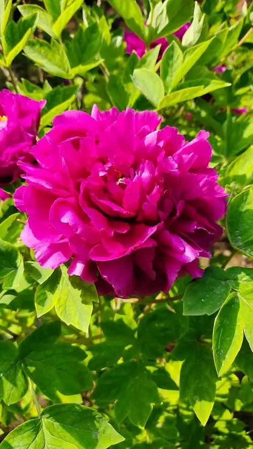 景山牡丹,醉美京城