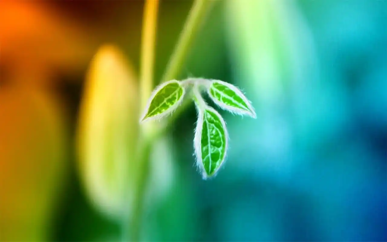 简约淡雅高清植物壁纸