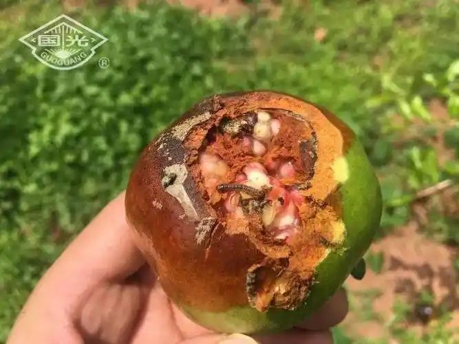 石榴近期管理需要做好这几点