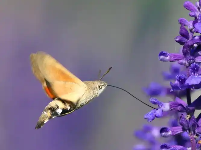 其它 长喙天娥 写美篇长喙天蛾,为鳞翅目天蛾科长喙天蛾属的一种昆虫.