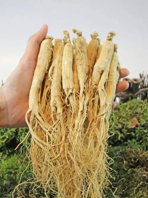 灯芯草的功效与作用专家科普具体好处