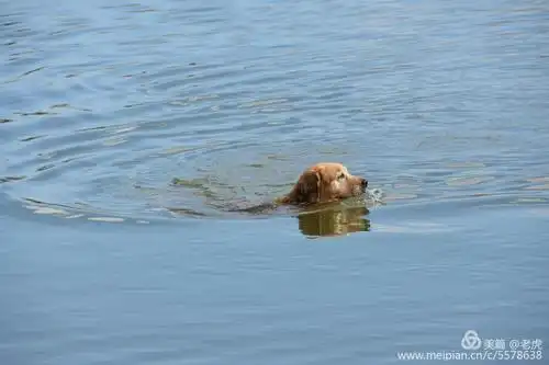 狗刨游泳