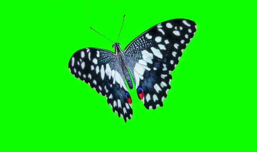 绿幕视频素材蝴蝶