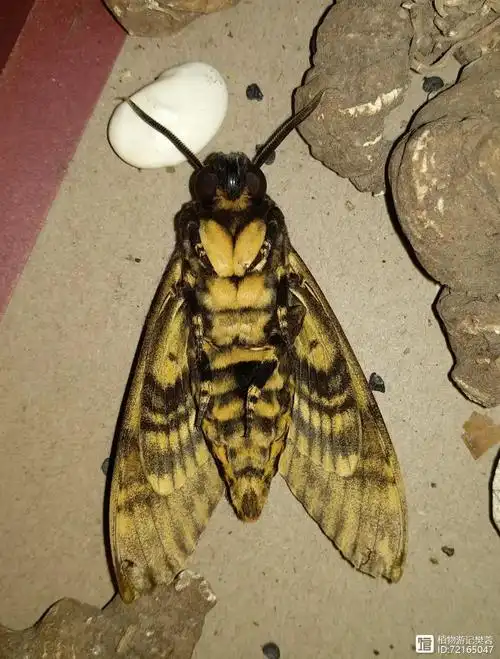 鬼脸天蛾,蜜蜂害虫
