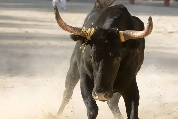 斗牛场上的公牛
